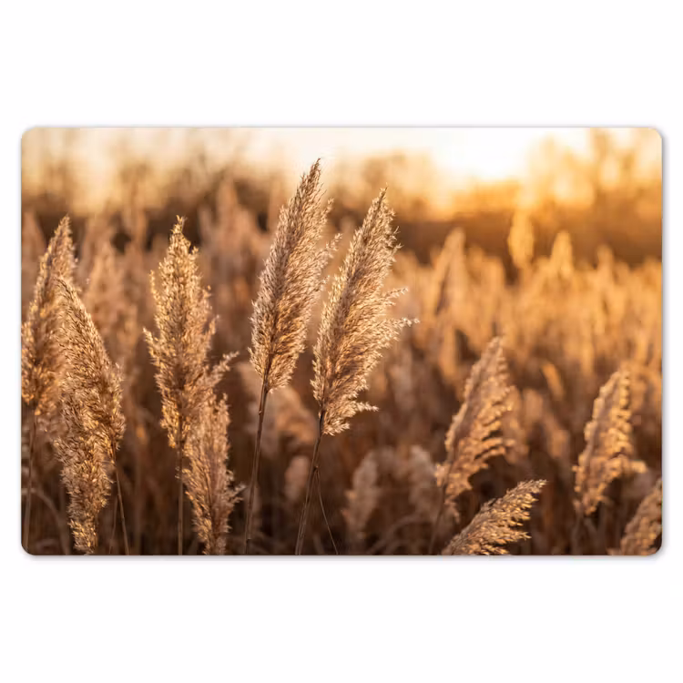 Rietpluimen - Gras - Zonsondergang - Goud - Serene Placemat vinyl groot -zzsfeer1_Kitchenyeah-website
