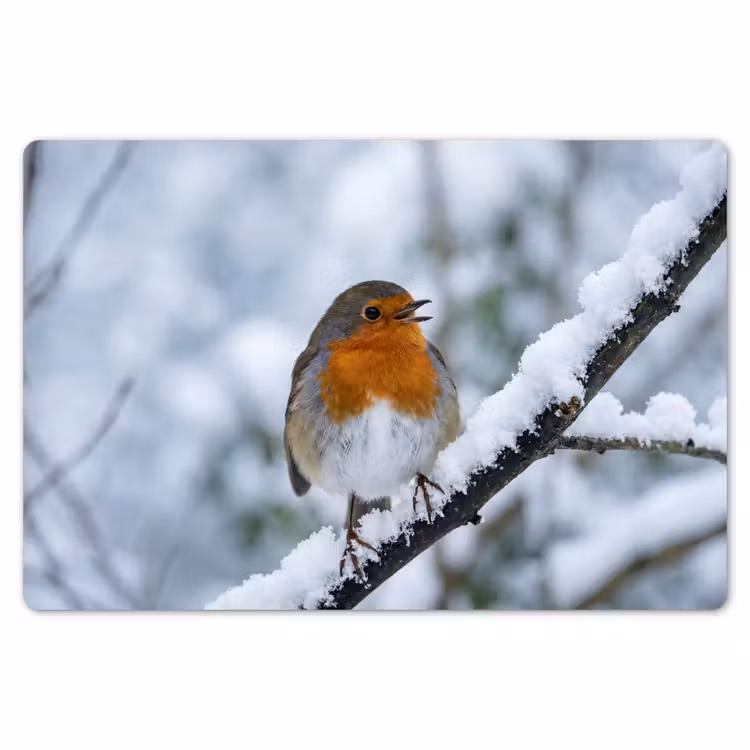 Roodborstje - Tak - Sneeuw - Winter - Levendig Placemat vinyl groot -zzsfeer1_Kitchenyeah-website