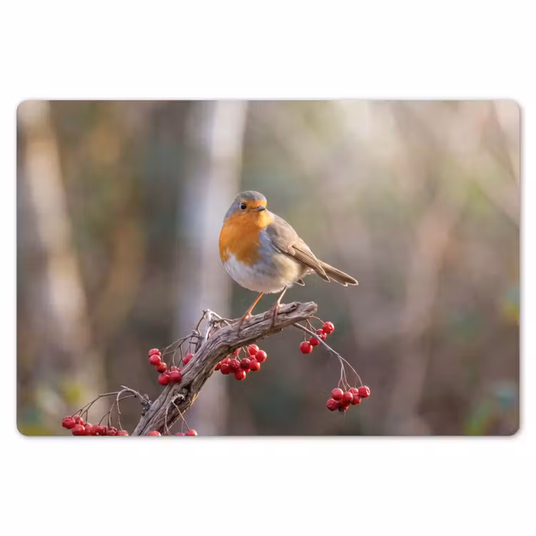 Roodborst - Tak - Bessen - Natuur Placemat vinyl groot -zzsfeer1_Kitchenyeah-website