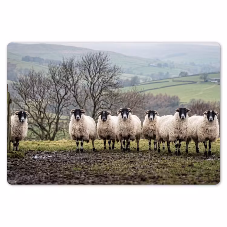 Schapen - Rij - Weide - Dieren - Platteland Placemat vinyl groot -zzsfeer1_Kitchenyeah-website
