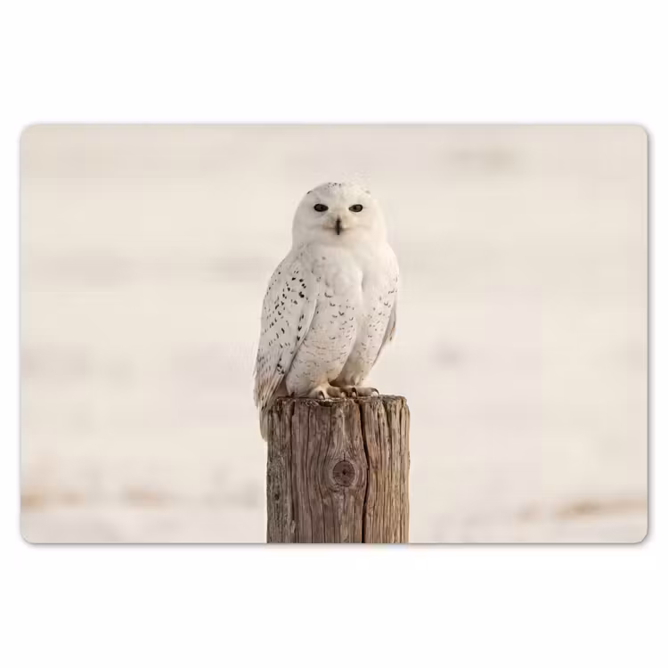 Sneeuwuil - Paal - Winter - Portret - Majestueus Placemat vinyl groot -zzsfeer1_Kitchenyeah-website