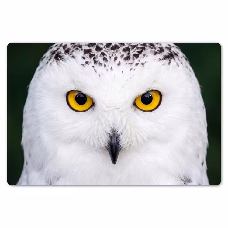 Sneeuwuil - Portret - Geel Placemat vinyl groot -zzsfeer1_Kitchenyeah-website