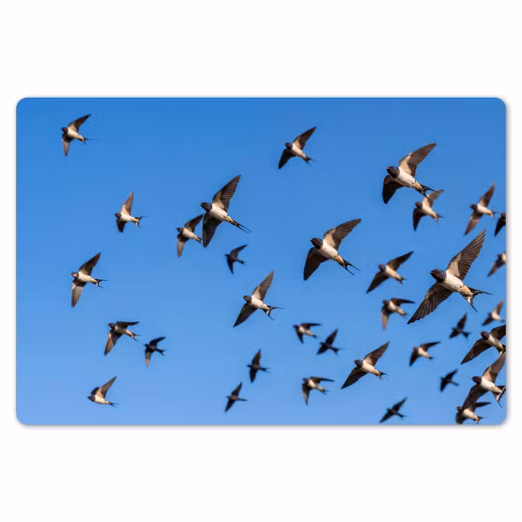 Zwaluwen - Vliegen - Blauw Placemat vinyl groot -zzsfeer1_Kitchenyeah-website