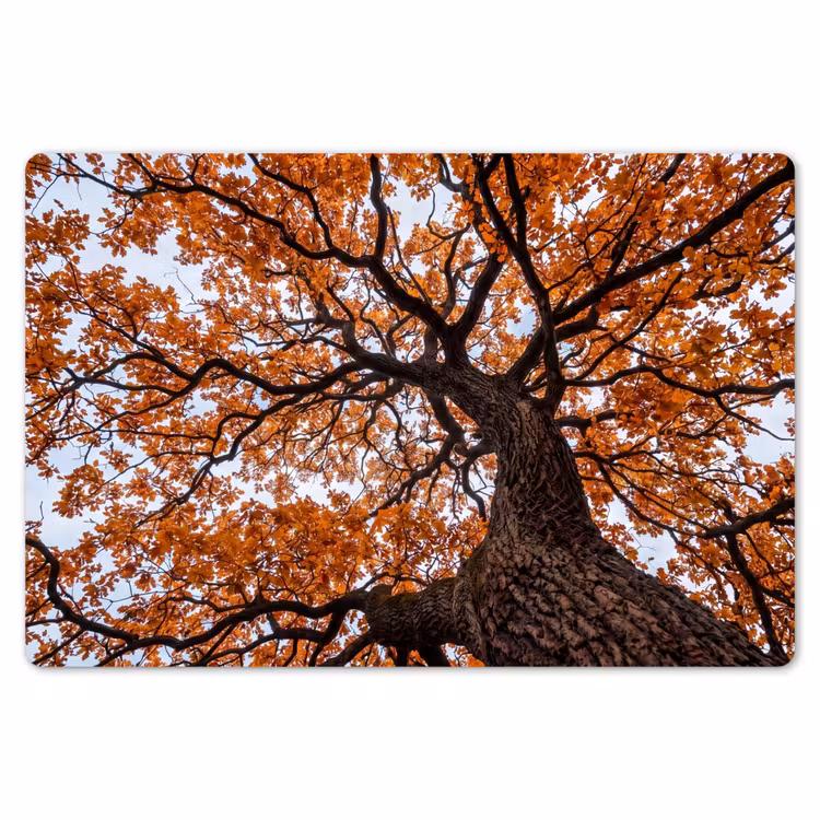 Boom - Bladerdak - Herfst - Oranje - Sfeervol Placemat vinyl groot -zzsfeer1_Kitchenyeah-website