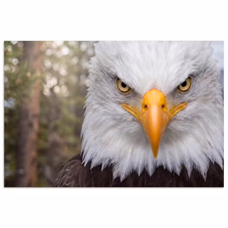 Amerikaans - Zeearend - Portret - Geel poster papier klein -3d