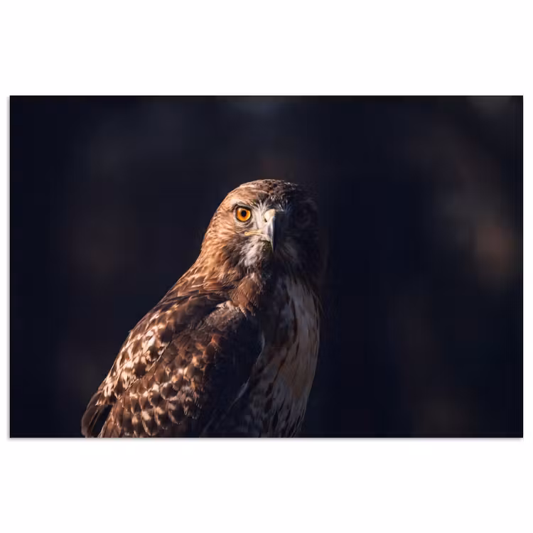 Roofvogel - Buizerd - Bruin poster papier klein -3d