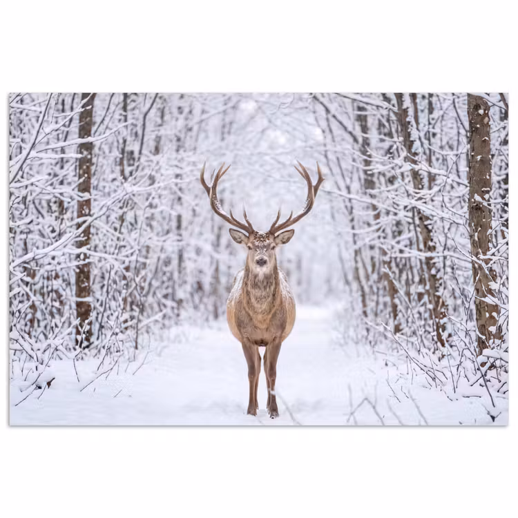 Hert - Winter - Bos - Natuur - Wit poster papier klein -3d