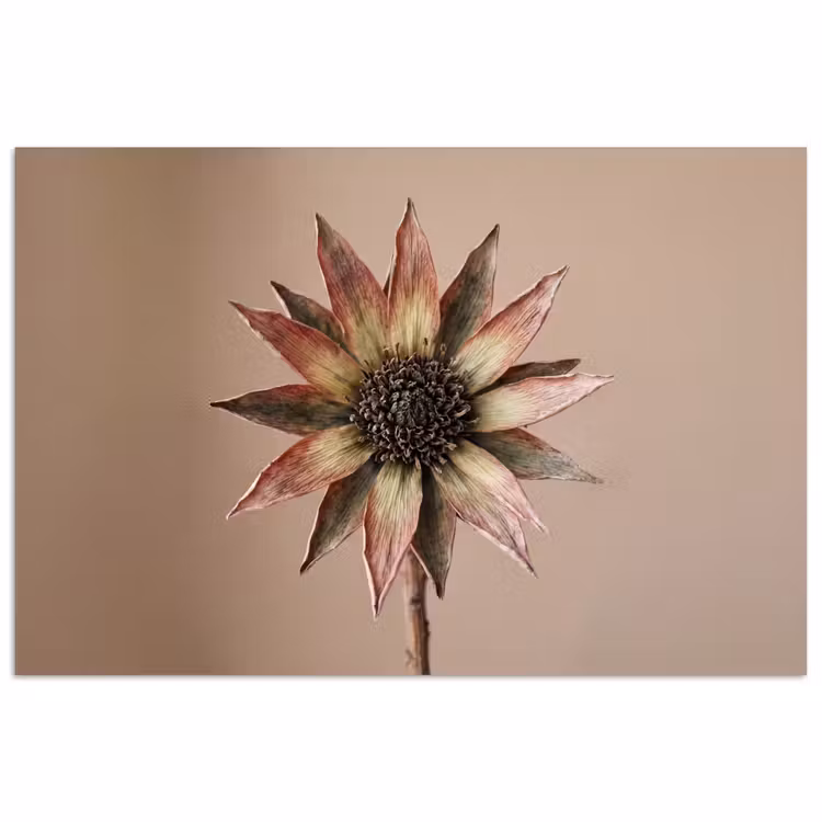 Droogbloem - Protea - Vintage - Beige - Rustiek poster papier klein -3d