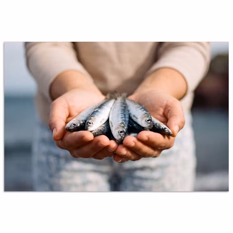 Poster - Fish - Hands - Nature - Vis - Handen - Natuur poster papier klein