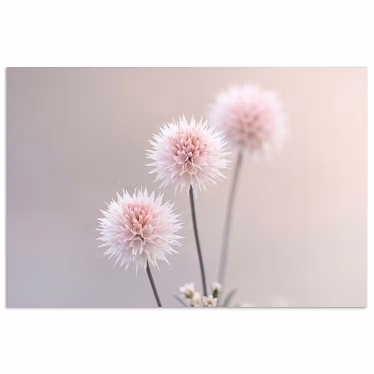 Bloemen - Bollen - Roze poster papier klein -3d