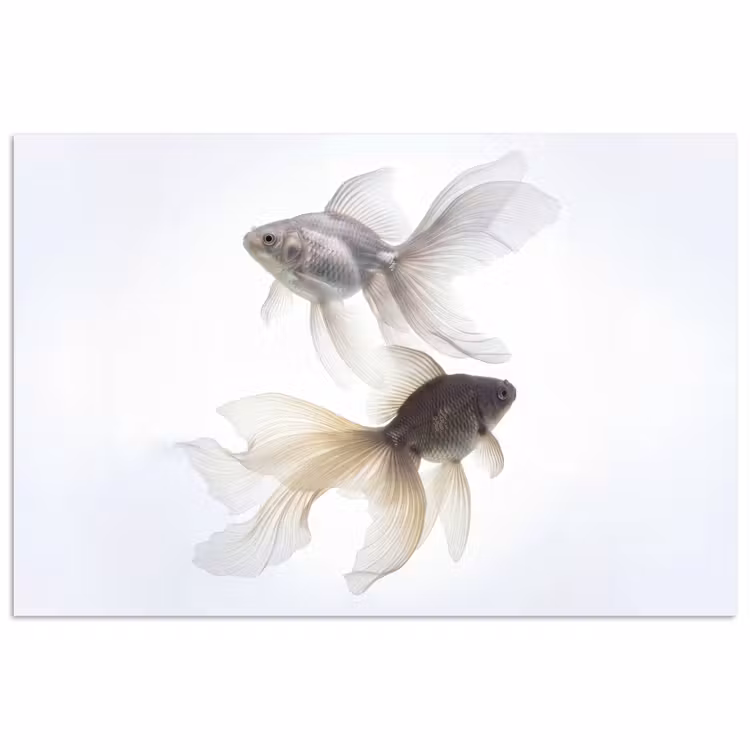 Goudvissen - Modern - Wit poster papier klein -3d