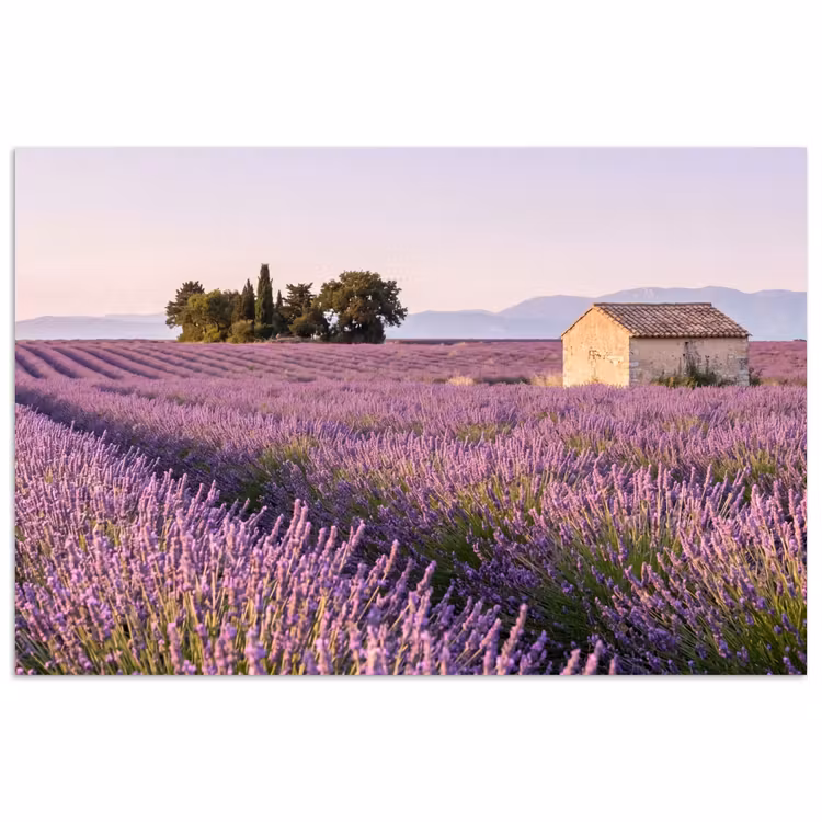 Lavendel - Landschap - Sereen - Paars poster papier klein -3d