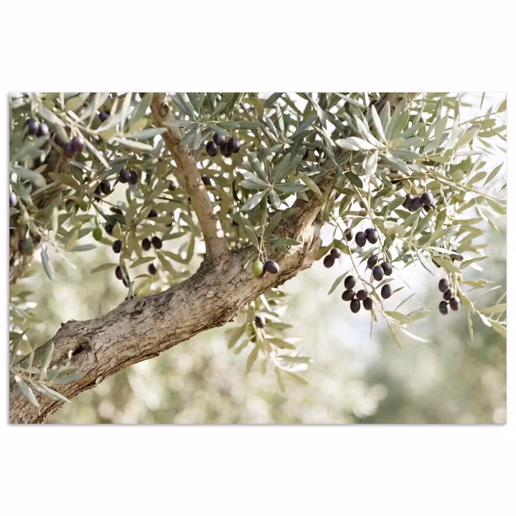 Poster - Olive tree - branch - green - Olijfboom - tak - groen poster papier klein