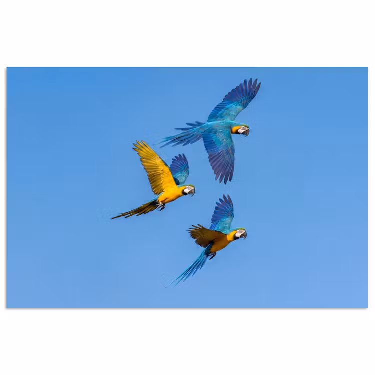 Papagaai - Vliegen - Blauw - Geel poster papier klein -3d