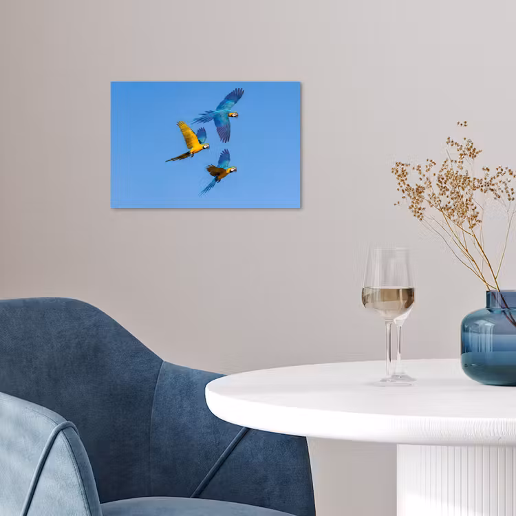 Papagaai - Vliegen - Blauw - Geel poster papier klein -sfeer3
