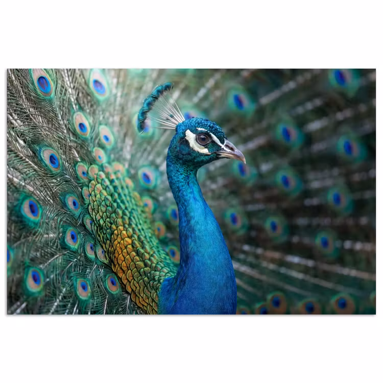 Pauw - Veren - Blauw poster papier klein -3d