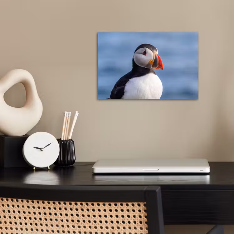 Papegaaiduiker - Portret - Natuur poster papier klein -sfeer1