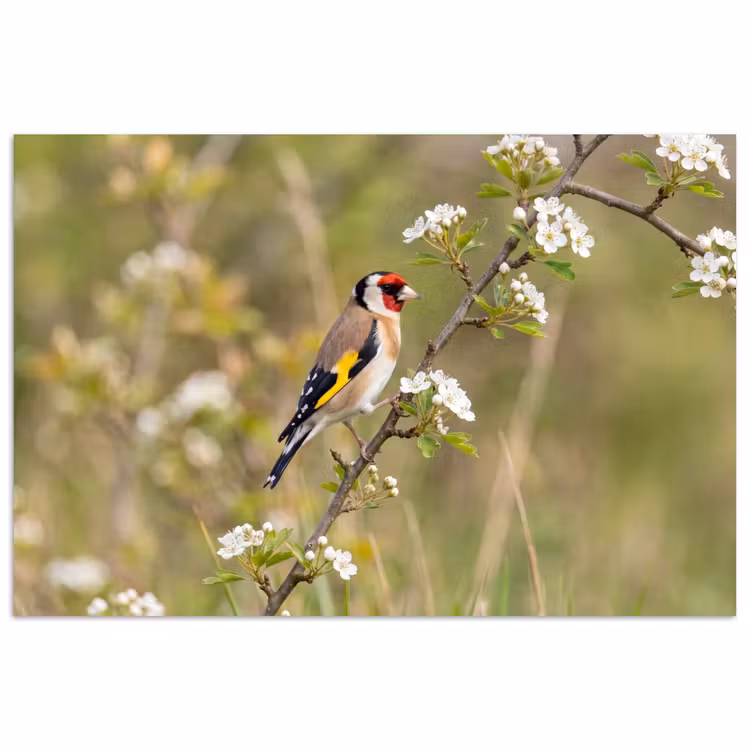 Putter - Bloesem - Lente - Natuur - Kleurrijk poster papier klein -3d