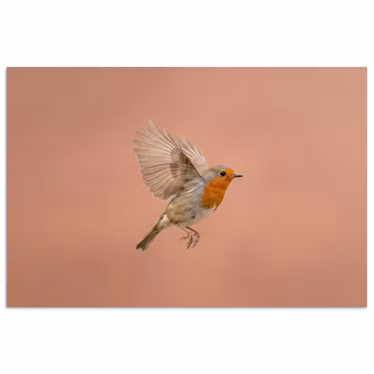 Roodborst - Natuur - Roze poster papier klein -3d