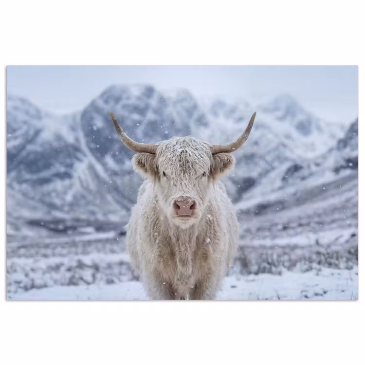 Schotse Hooglander - Sneeuw - Bergen - Winter poster papier klein -3d