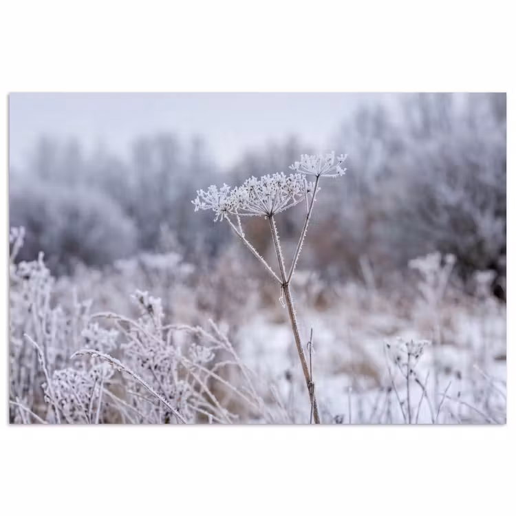 Schermbloem - Rijp - Kristallen - Winter - Delicaat poster papier klein -3d