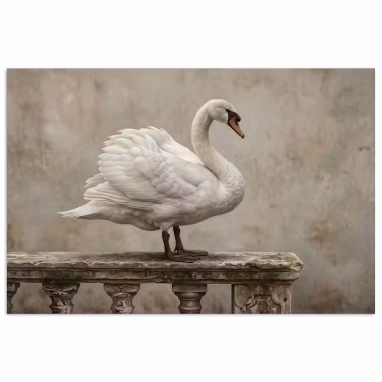 Zwaan - Elegant - Dieren - Wit poster papier klein -3d