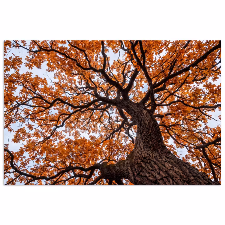 Boom - Bladerdak - Herfst - Oranje - Sfeervol poster papier klein -3d