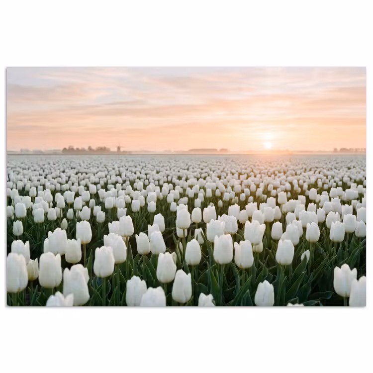 Tulpen - Landschap - Wit poster papier klein -3d