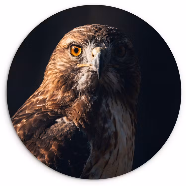 Roofvogel - Buizerd - Bruin Wandcirkel kunststof plaat 5mm dik klein -3d