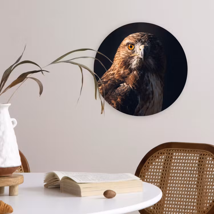 Roofvogel - Buizerd - Bruin Wandcirkel kunststof plaat 5mm dik klein -sfeer4
