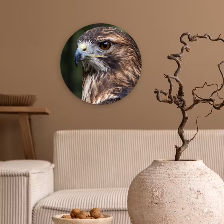 Buizerd - Roofvogel - Natuur - Bruin Wandcirkel kunststof plaat 5mm dik klein -sfeer1