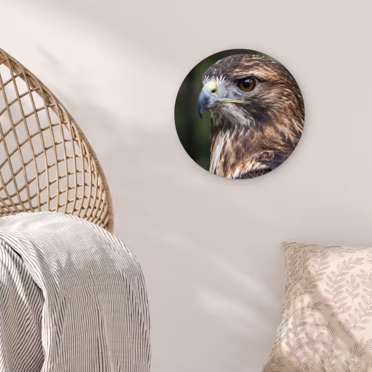 Buizerd - Roofvogel - Natuur - Bruin Wandcirkel kunststof plaat 5mm dik klein -sfeer5