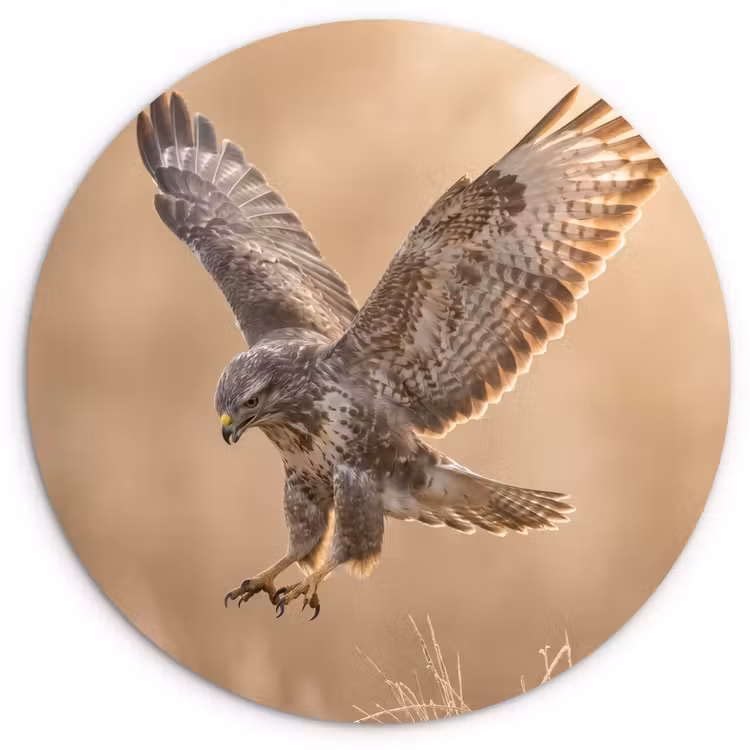 Buizerd - Roofvogel - Natuur - Bruin Wandcirkel kunststof plaat 5mm dik klein -3d