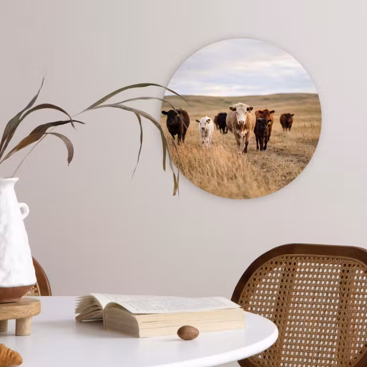 Runderen - Kudde - Landschap - Weide - Rustig Wandcirkel kunststof plaat 5mm dik klein -sfeer4
