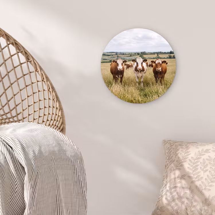 Koeien - Portret - Weide - Boerderij - Nieuwsgierig Wandcirkel kunststof plaat 5mm dik klein -sfeer5