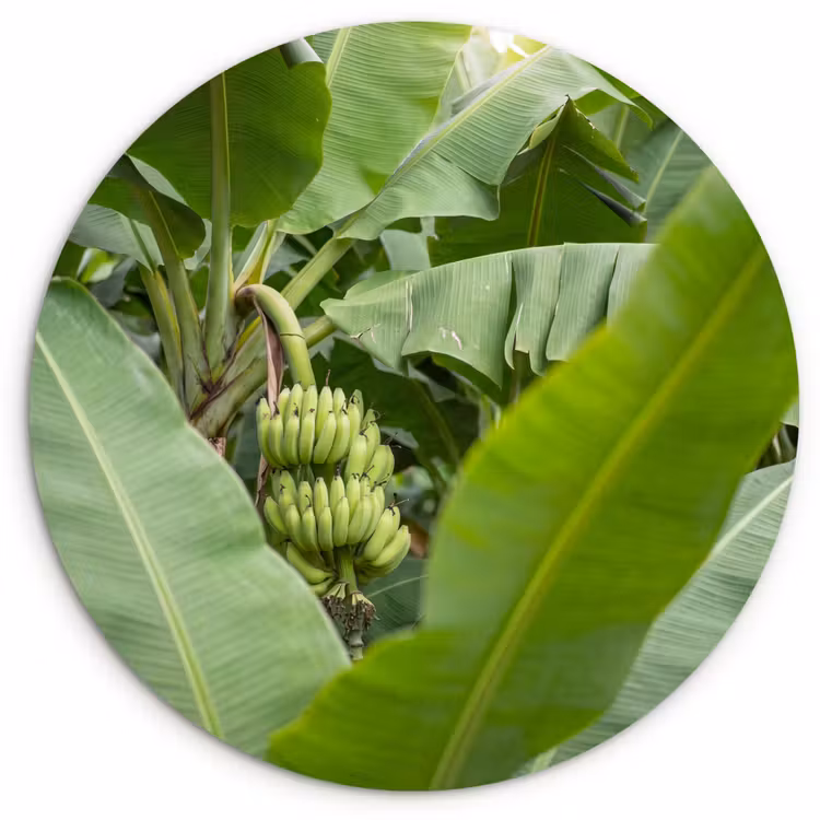 Eten - Bananen - Plantage - Groen Wandcirkel kunststof plaat 5mm dik klein -3d