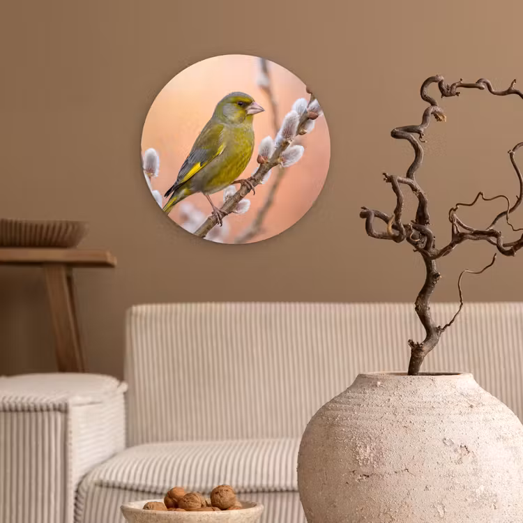 Groenling - Katjes - Lente - Natuur - Zacht Wandcirkel kunststof plaat 5mm dik klein -sfeer1