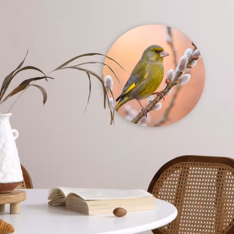 Groenling - Katjes - Lente - Natuur - Zacht Wandcirkel kunststof plaat 5mm dik klein -sfeer4
