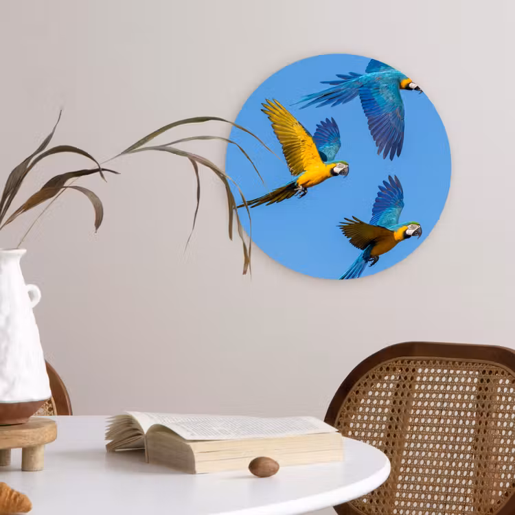 Papagaai - Vliegen - Blauw - Geel Wandcirkel kunststof plaat 5mm dik klein -sfeer4