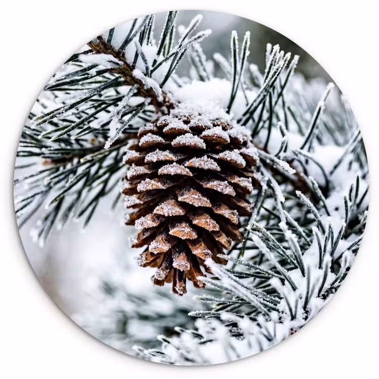 Dennenappel - Tak - Sneeuw - Winter - Sfeervol Wandcirkel kunststof plaat 5mm dik klein -3d