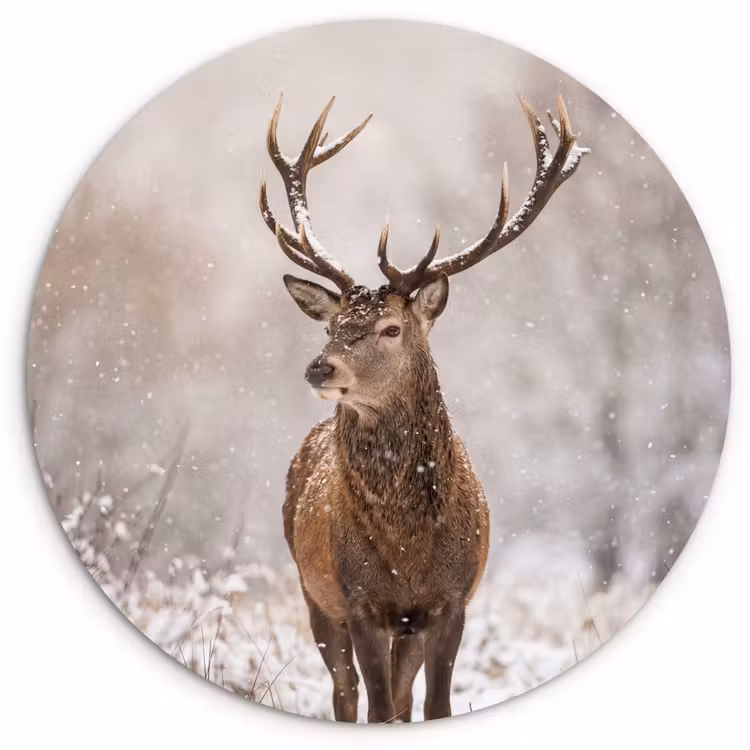 Edelhert - Bos - Sneeuw - Winter - Majestueus Wandcirkel kunststof plaat 5mm dik klein -3d