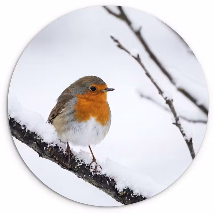 Roodborstje - Tak - Sneeuw - Winter - Levendig Wandcirkel kunststof plaat 5mm dik klein -3d