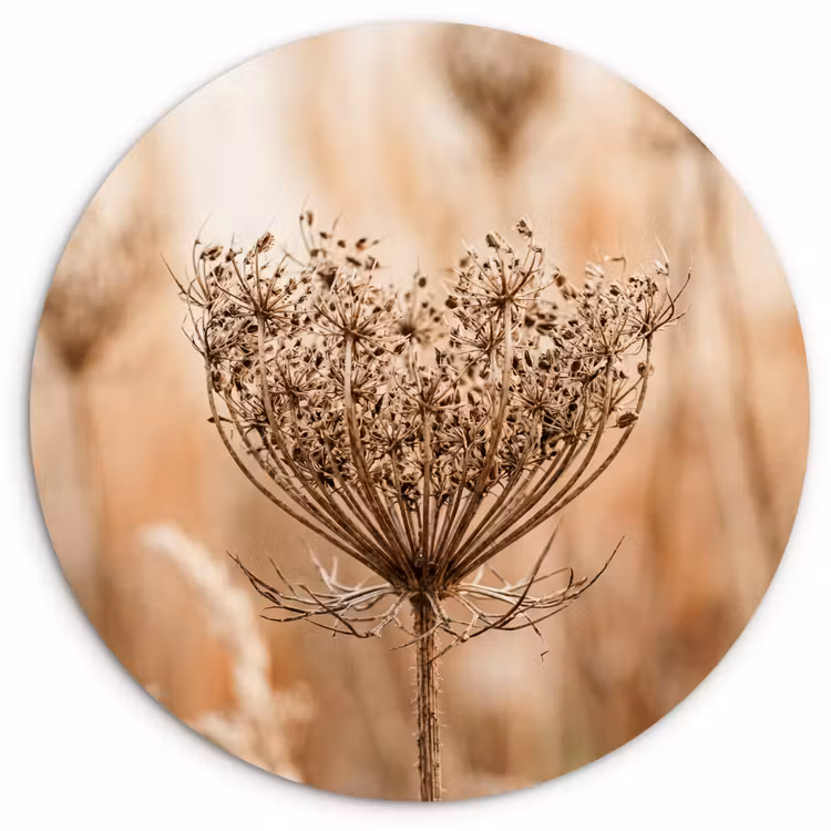 Schermbloem - Droogbloem - Winter - Beige - Minimalistisch Wandcirkel kunststof plaat 5mm dik klein -3d