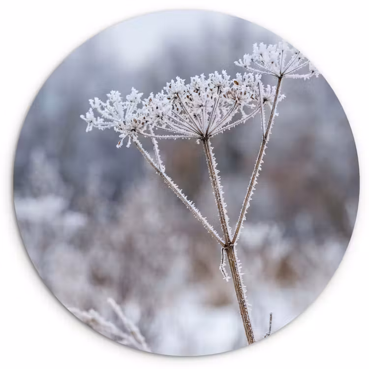 Schermbloem - Rijp - Kristallen - Winter - Delicaat Wandcirkel kunststof plaat 5mm dik klein -3d