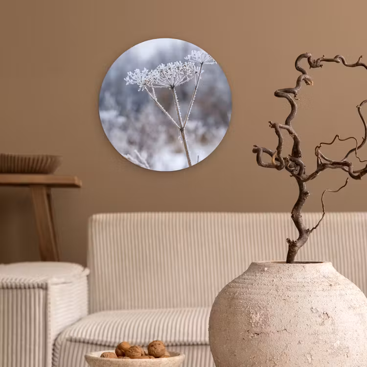 Schermbloem - Rijp - Kristallen - Winter - Delicaat Wandcirkel kunststof plaat 5mm dik klein -sfeer1