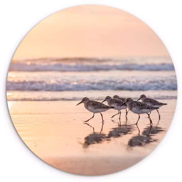Zee - Vogels - Strand Wandcirkel kunststof plaat 5mm dik klein -3d