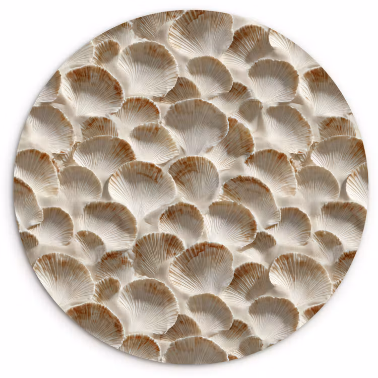 Schelpen - Waaiervorm - Wit Wandcirkel kunststof plaat 5mm dik klein 188 -3d