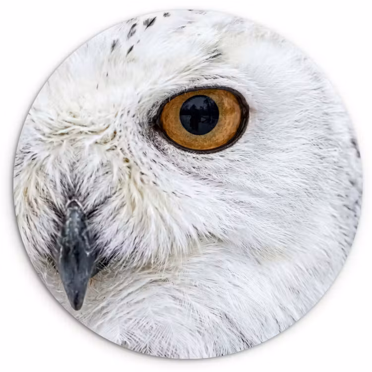 Sneeuwuil - Oog - Wildlife - Wit Wandcirkel kunststof plaat 5mm dik klein -3d