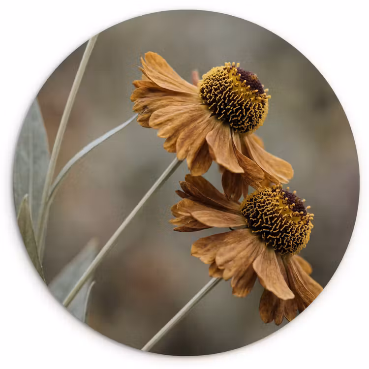 Zonnehoed - Droogbloemen - Geel - Warm Wandcirkel kunststof plaat 5mm dik klein -3d