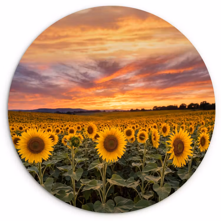 Zonnebloemen - Heuvellandschap - Geel Wandcirkel kunststof plaat 5mm dik klein -3d